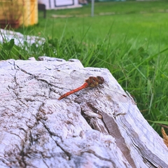 Sympetrum striolatum