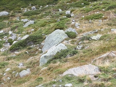 Marmota marmota