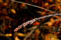 Adromischus umbraticola