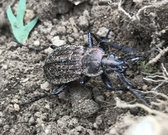 Carabus maeander
