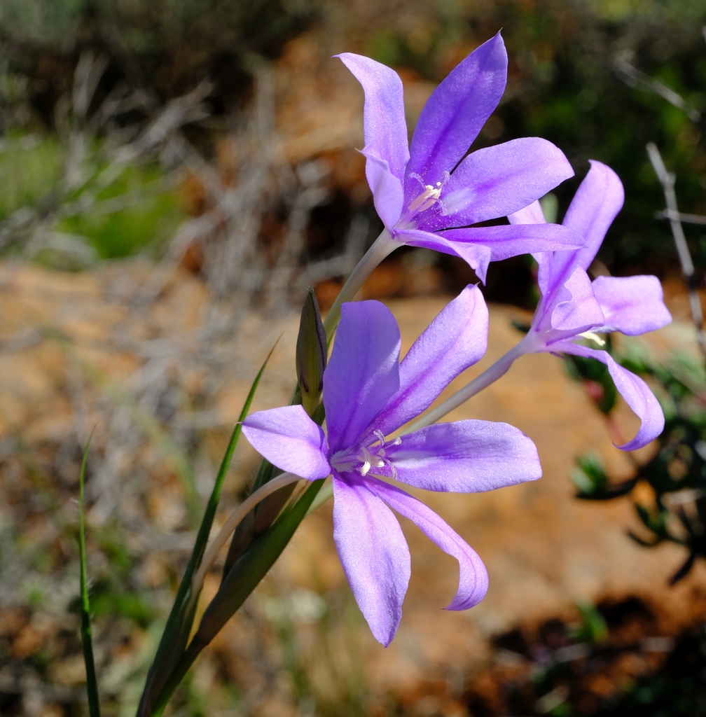 Babiana symmetrantha in 8월 2020 by Nick Helme. been wanting... Goldblatt here in 2006; local... · iNaturalist Babiana symmetrantha