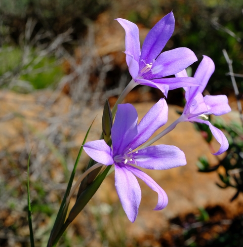Unpleated Bobbejaantjie (Babiana symmetrantha)