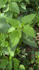 Urtica dioica