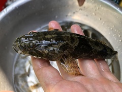 Odontobutis potamophilus
