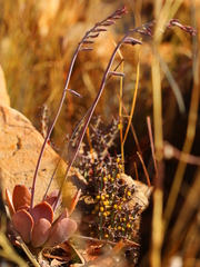 Adromischus umbraticola