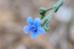 Cynoglossum australe