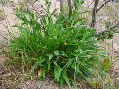 Cynoglossum australe