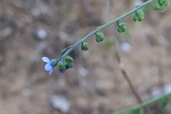 Cynoglossum australe