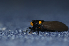 Huechys fusca