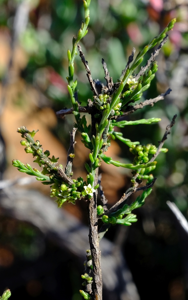 Thesium whitehillense