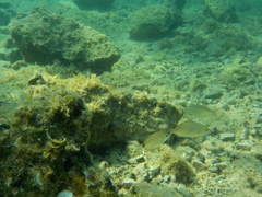 Diplodus annularis