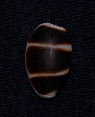 Palmadusta asellus