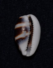 Palmadusta asellus