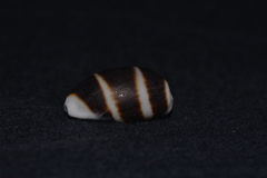 Palmadusta asellus