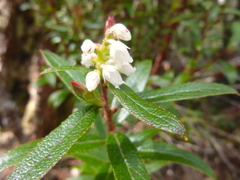 Gaultheria hispida