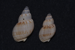 Nassarius particeps