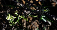 Thesium whitehillensis