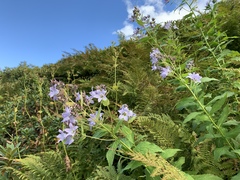 Campanula lactiflora