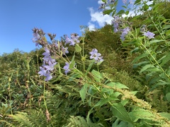 Campanula lactiflora