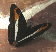 Adelpha corcyra collina