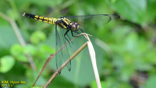 Greater Blue Skimmer