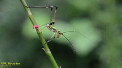 Phaneroptera nigroantennata