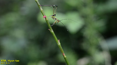 Phaneroptera nigroantennata