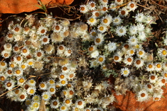 Helichrysum cerastioides
