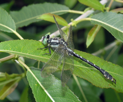 Nihonogomphus ruptus