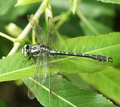 Nihonogomphus ruptus