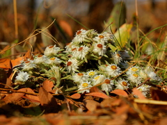 Helichrysum cerastioides