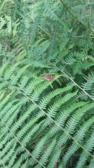 Heteropterus morpheus