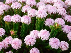 Pimelea ferruginea