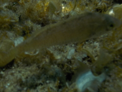 Symphodus cinereus