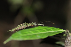 Conogalactea imponens