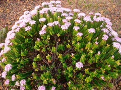 Pimelea ferruginea