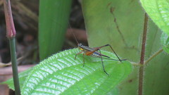 Nisitrus