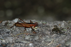 Eumacroxiphus