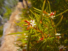 Orites acicularis