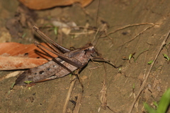 Eumecopoda