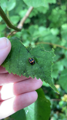 Harmonia axyridis
