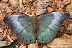 Dophla evelina