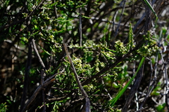 Thesium whitehillensis