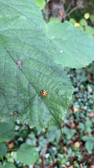 Harmonia axyridis