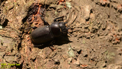 Dorcus rectus rectus