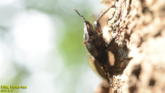 Dorcus rectus rectus