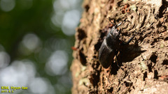 Dorcus rectus rectus