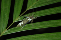 Sathrophylliopsis longepilosa