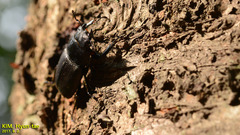 Dorcus rectus rectus