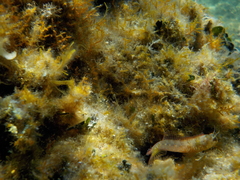 Parablennius incognitus